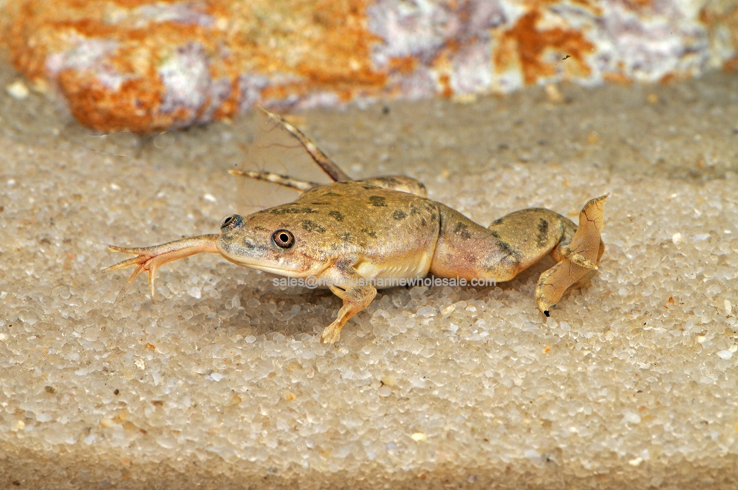 Aquatic Frogs