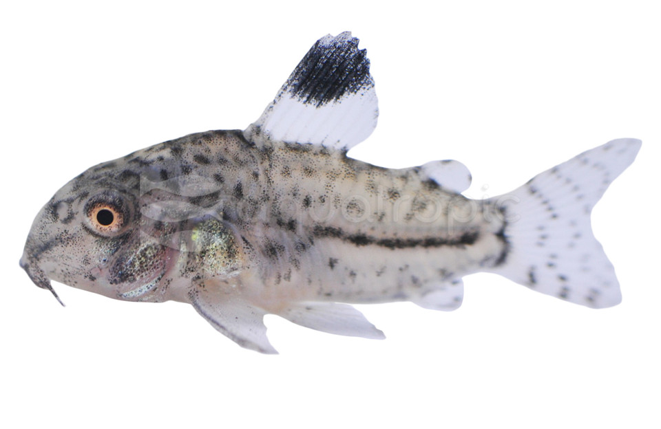 Catfish:&nbsp;&nbsp;Corydoras