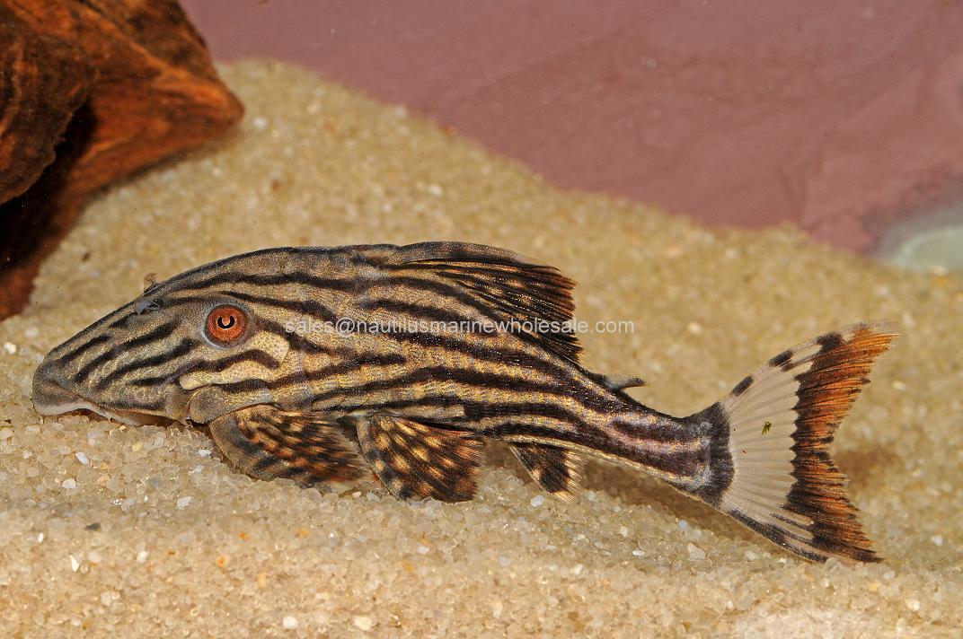 Catfish:&nbsp;&nbsp;Plecostomus