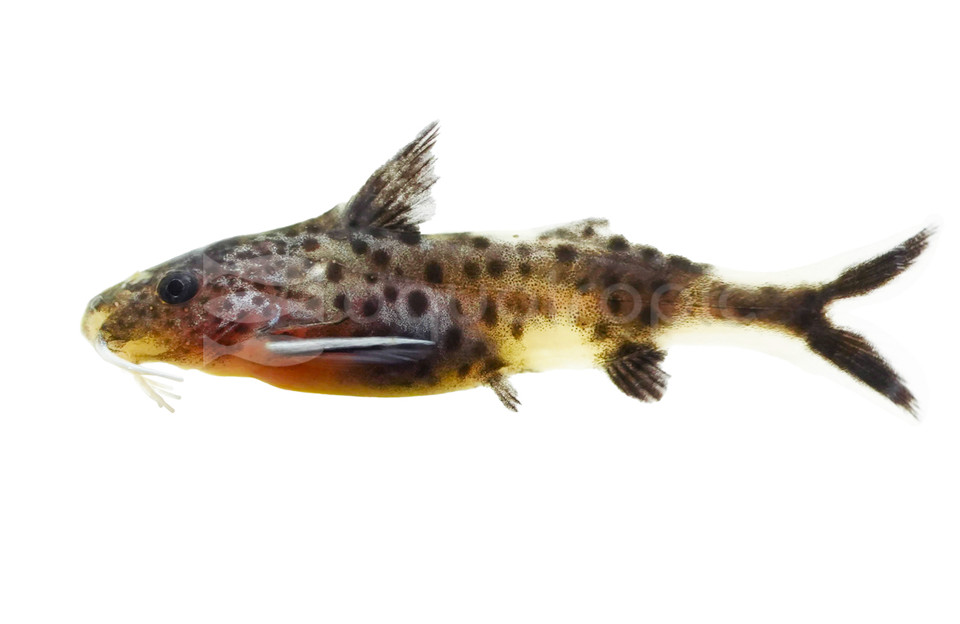 Catfish:&nbsp;&nbsp;Synodontis