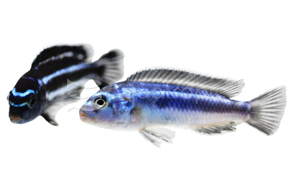 Cichlids: African, Lake Malawi