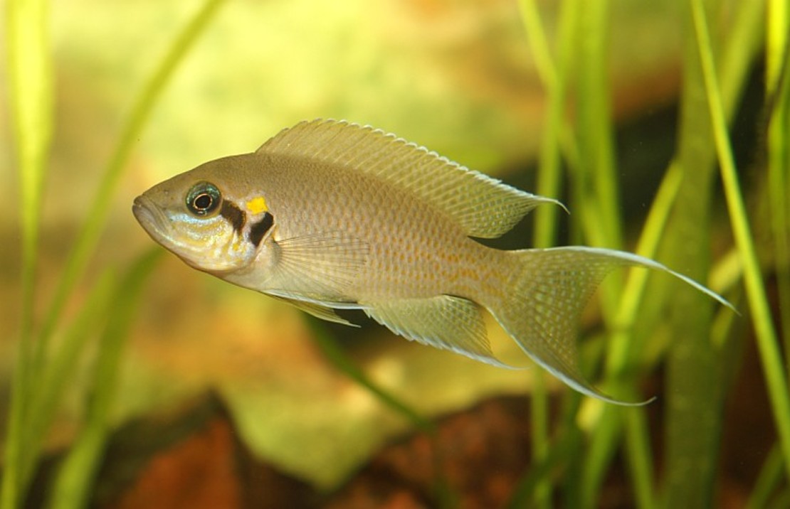 Cichlids: African,LakeTanganyika