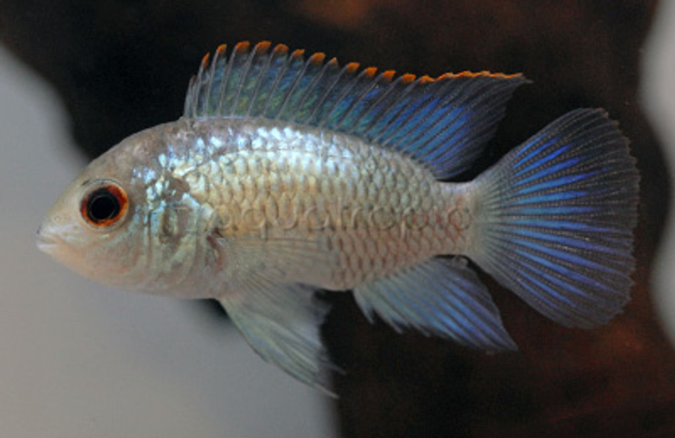 Cichlids: South American