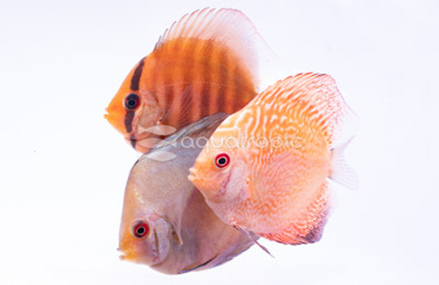 Cichlids: Discus