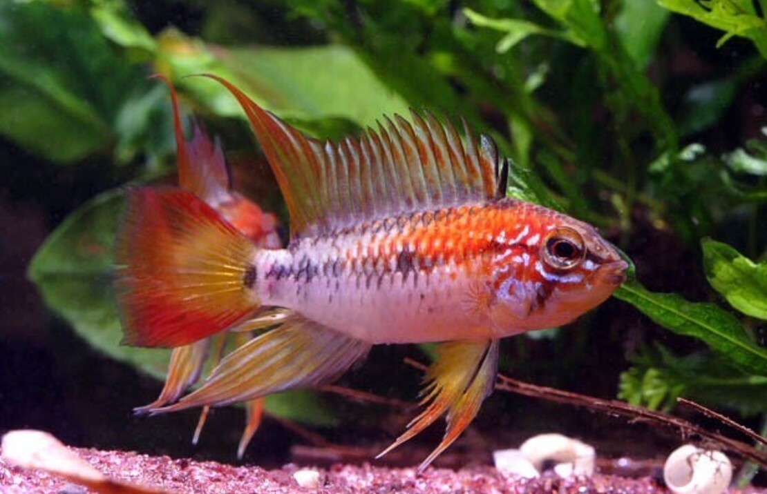 Cichlids:&nbsp;&nbsp;Dwarf South American