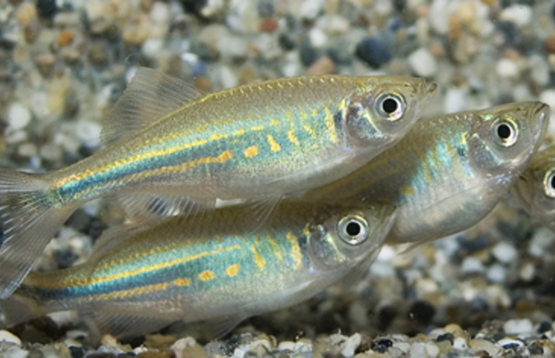 Danios