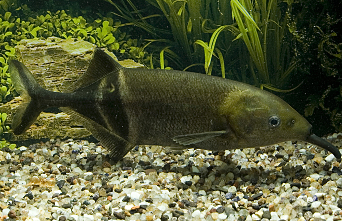 Eels ,Knifefish, Elephant Nose