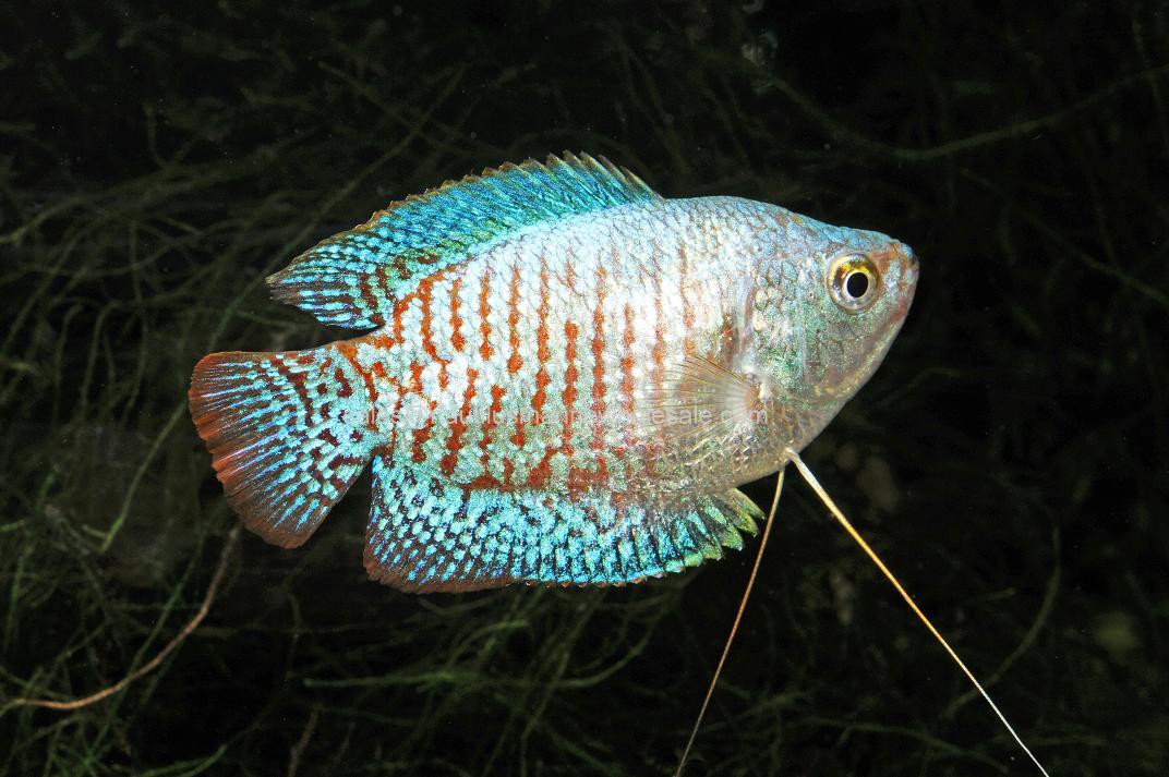 Gouramis, Badis, Antabantoid