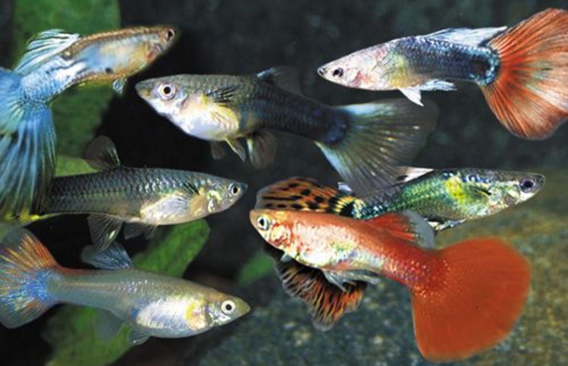 Guppies