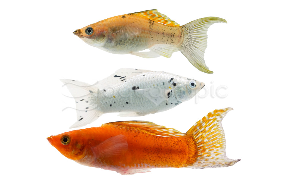 Mollies,Moons,Swordtails