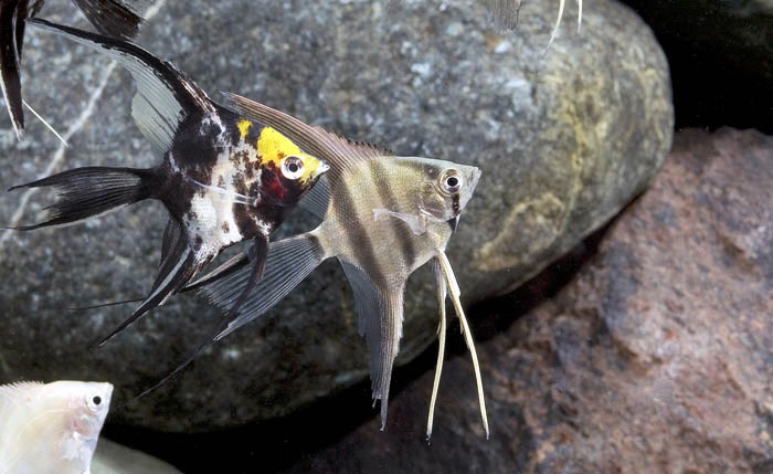 Cichlids:&nbsp;&nbsp;Angelfish