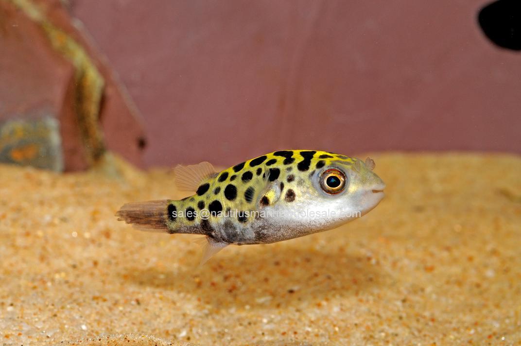 Puffers,Gobies,Brackish Water