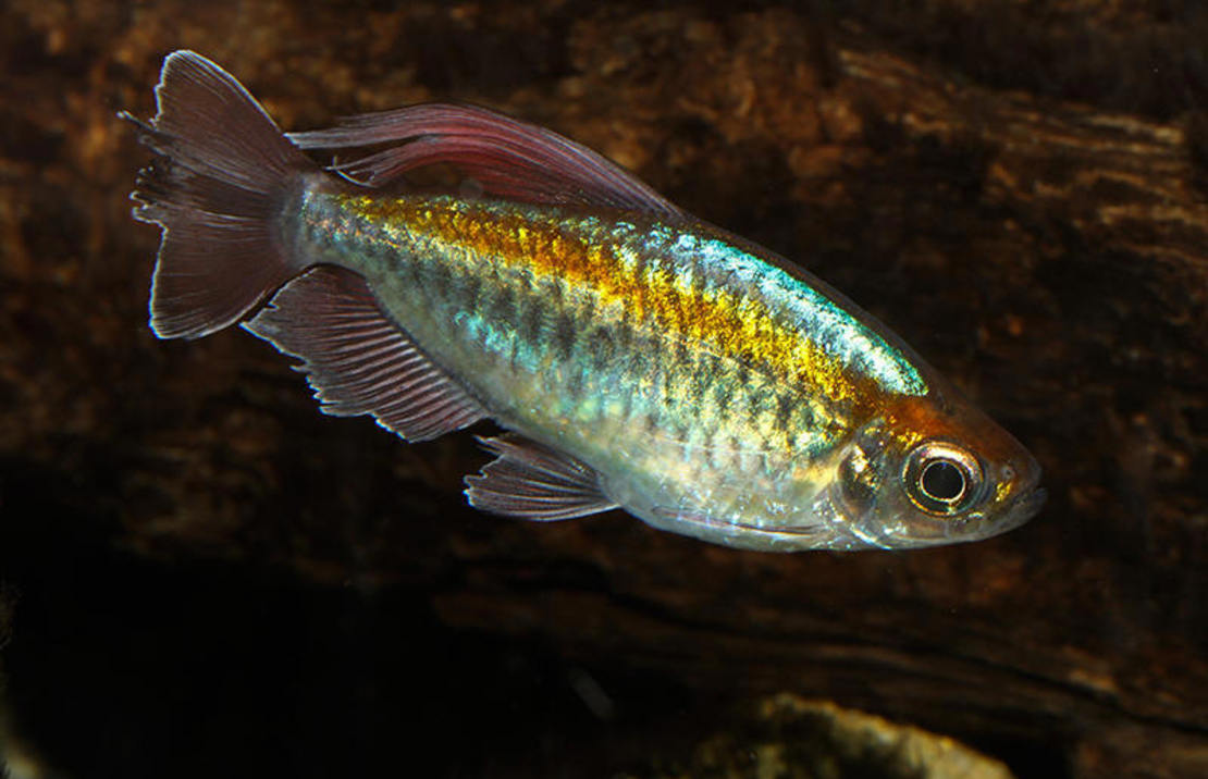 Tetras and other Characins