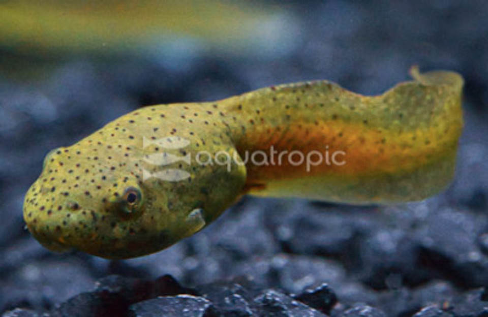 Pond Snails/Tadpole/Other