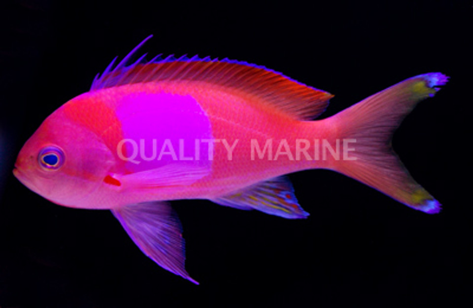 Anthias