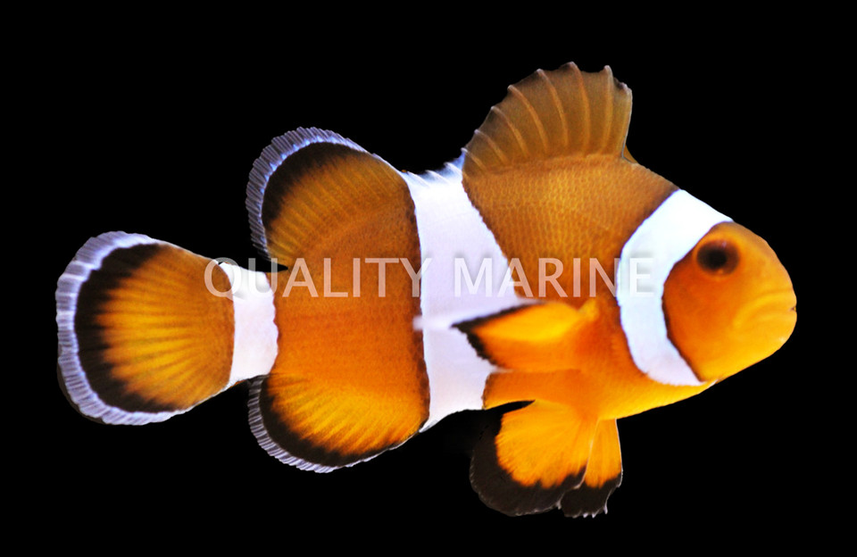 Clownfish