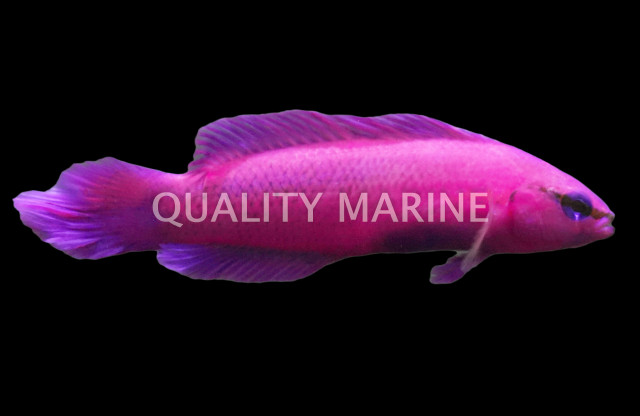 Dottyback,Pseudochromis,Basslet