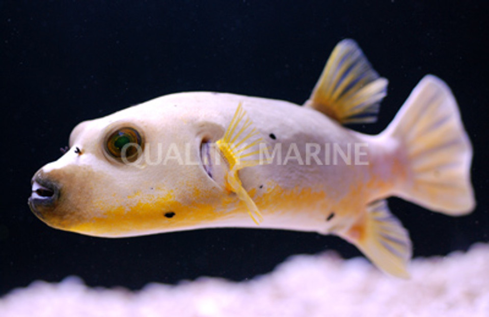 Marine Pufferfish, Boxfish