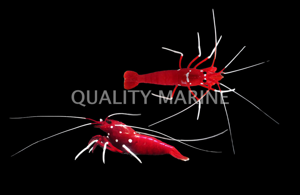 Marine Shrimp