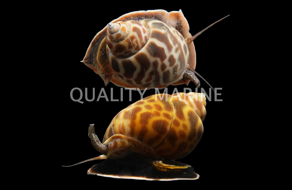 Marine Snails, Cowry, Conch