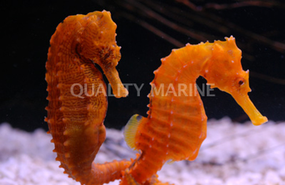 Seahorse, Pipefish