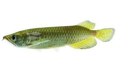 Arowana Care Tips