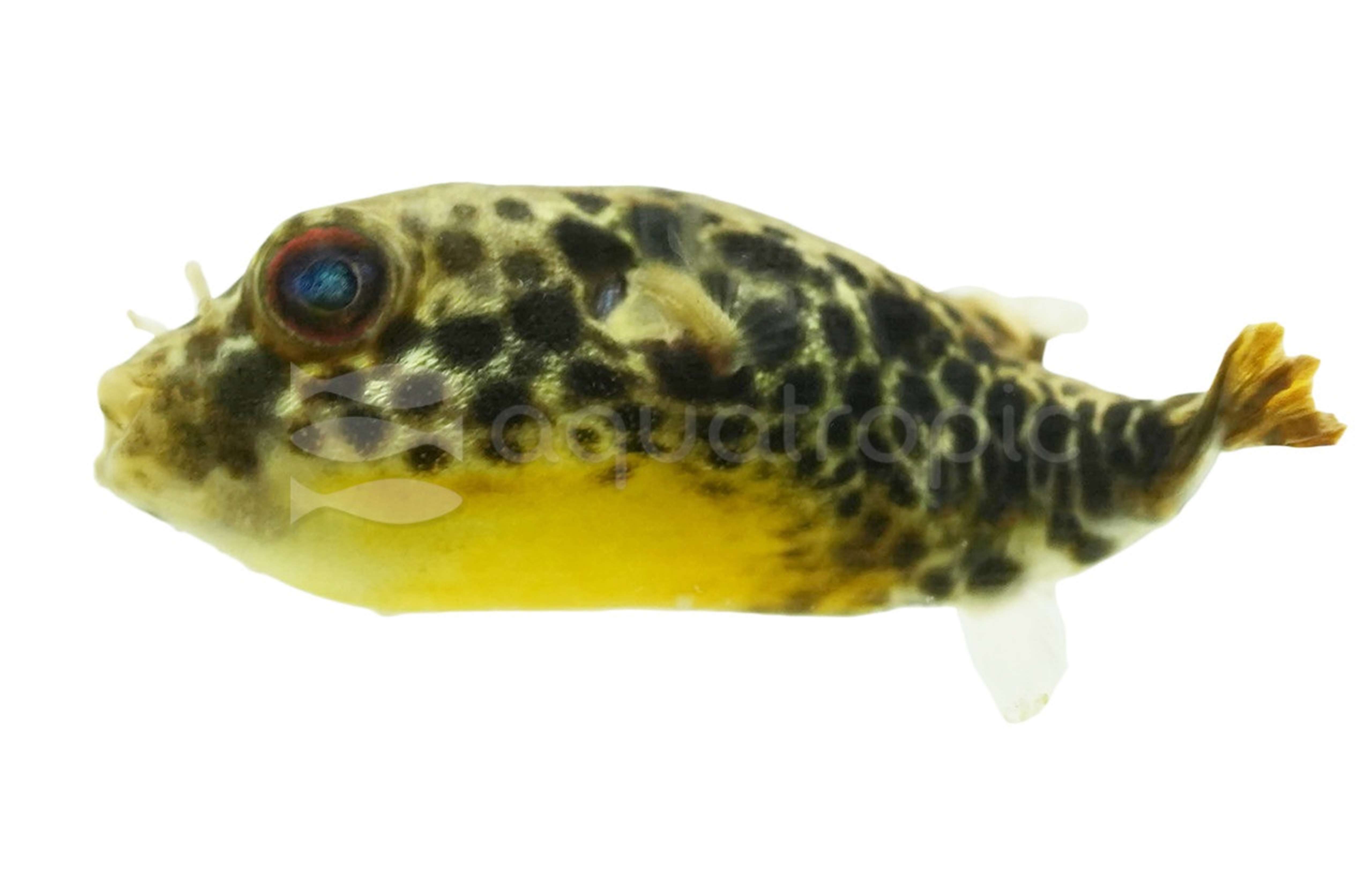 Freshwater Puffer Care Tips