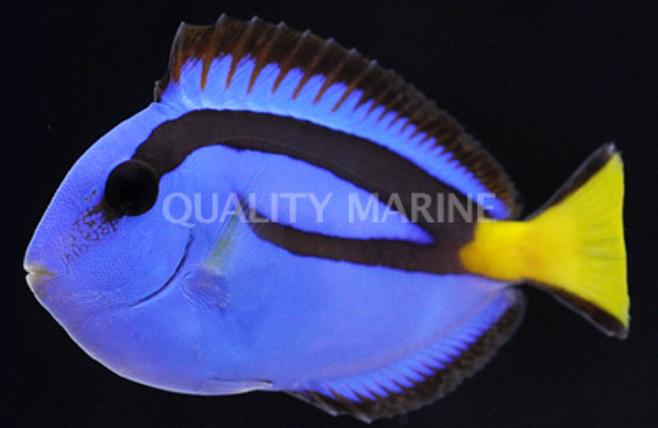 Blue Hippo Tang