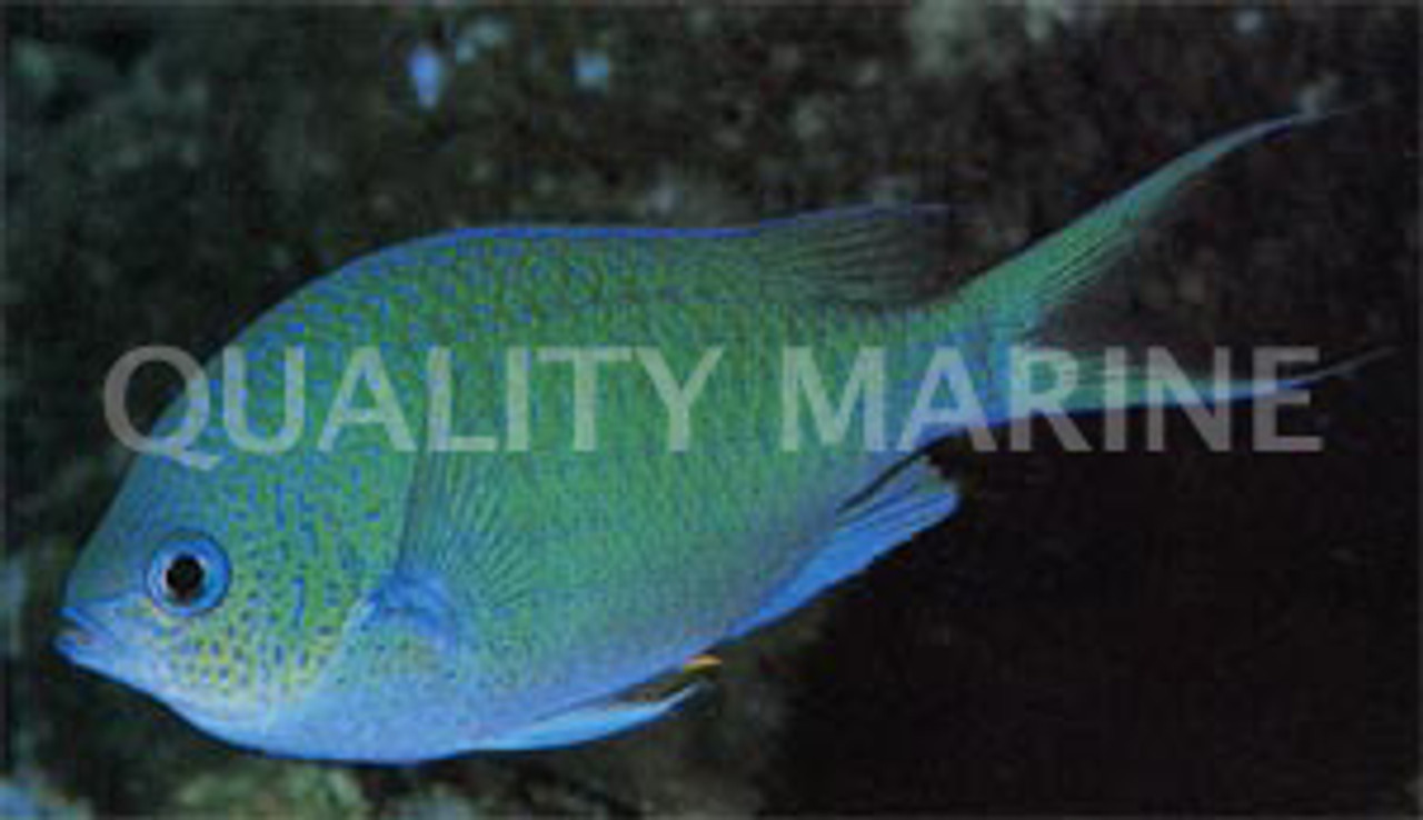 Green Chromis Damsel