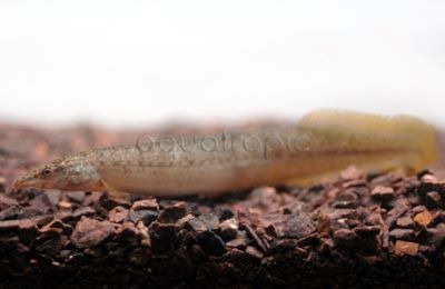 Yellowtail  Spiny Eel