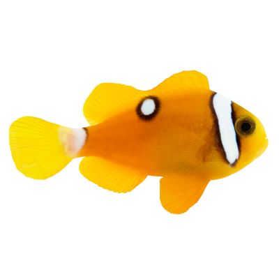 Build your own marine set (with sump) 55-210 gal