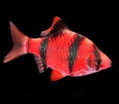 Red Glowfish Barb