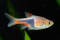 Harlequin Rasbora