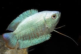 Cobalt Blue Dwarf Gouramis